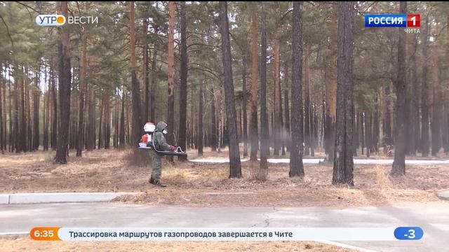 Более 190 га обработают от клещей, тополиной моли и других вредителей в Чите смотреть онлайн