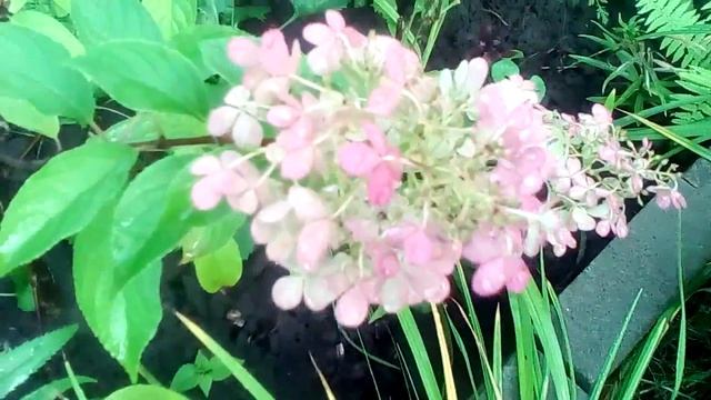 КАРИОПТЕРИС смотреть онлайн