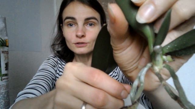 Орхидея Замбия: видео для новичков, подробная пересадка, все о корнях и обработке срезов смотреть онлайн