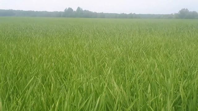 20.06.2020 Сурепица яровая, Картофель Ред Скарлет, Ячмень Калькуль, Кукуруза. смотреть онлайн