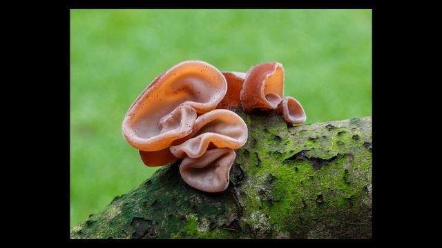 Гетеробазидиальные смотреть онлайн