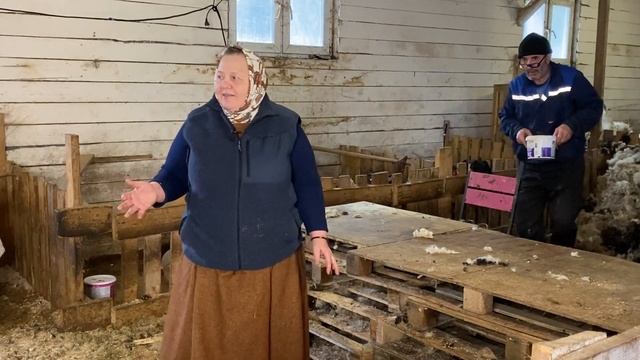 Стрижка коз и овец. Сколько стоит и когда надо стричь?