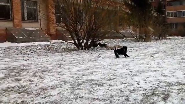 #щенок #РУСКОЛОР #шипперке #Schipperke #belgianshepherd #puppy #dog смотреть онлайн