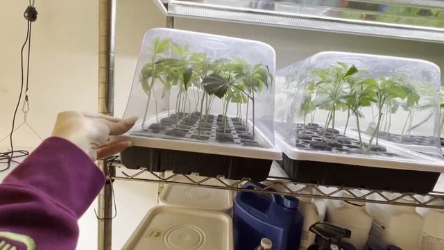 Трансляция номер 58