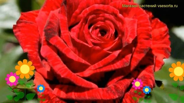 Роза чайно-гибридная Ред Интуишн. Краткий обзор, описание характеристик Red Intuition смотреть онлайн