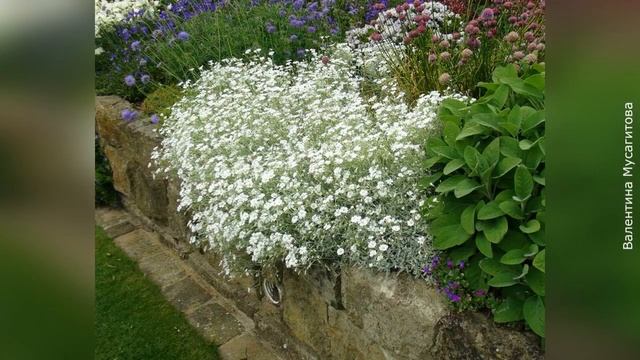 ❀ Ясколка многолетняя: использование в дизайне сада