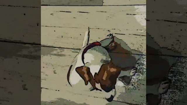 Джек Рассел ловит хвост смотреть онлайн