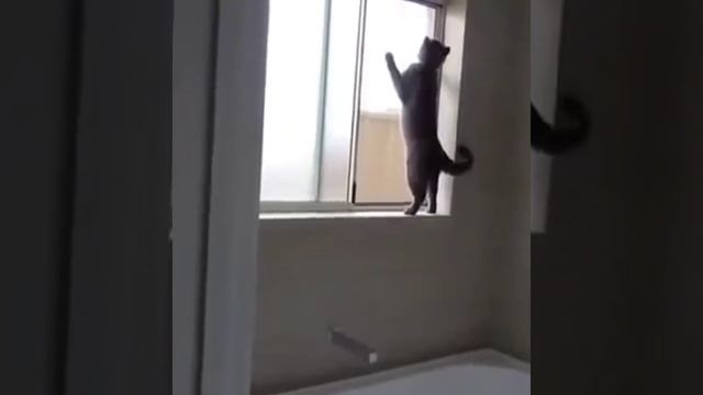 Британские кошки: природа, характер смотреть онлайн