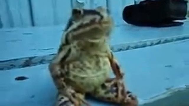 Жаба смотреть онлайн
