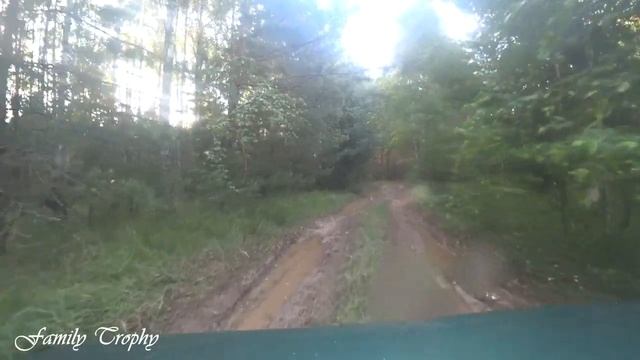 Поездка в лес. Сбор лисичек. Семейный трофей.