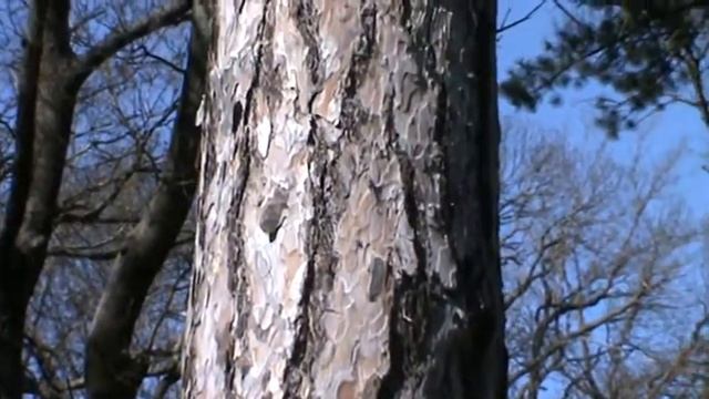 Ксилокопа смотреть онлайн