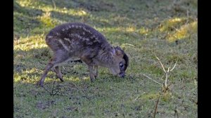 Звук с криком детёнышем кабарги