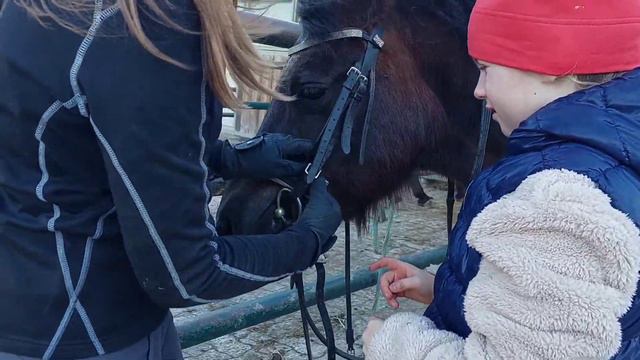 Лошади ферма в Австрии / урок езды на лошади 🐎🐎🐎. Pferde  🐎 Stahl.
