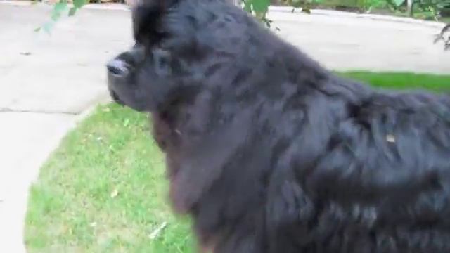 Max Waits for Kaison's Visit 2013 copyright Toni Wheat) смотреть онлайн