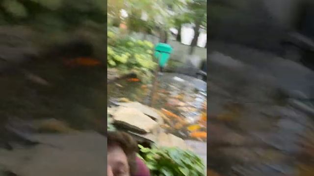 Koi fish feeding или как кормить карпов Кои в пруду смотреть онлайн