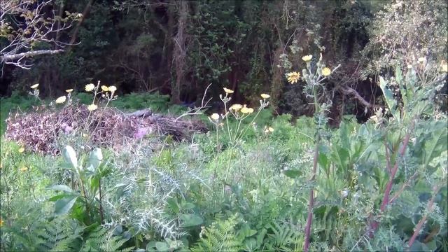 Дикая природа Крита Рыбалка Wildlife Crete 2019 Fishing Crete Экшн камера Areman. смотреть онлайн