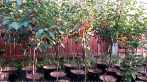 Посадка вишни весной в Подмосковье