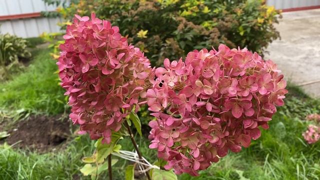 Гортензия метельчатая Пинк энд Роуз (Pink & Rose) смотреть онлайн