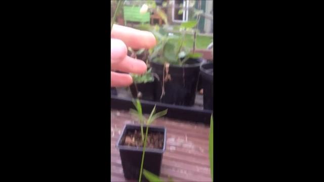 How to propagate an umbrella palm | Cyperus alternifolius смотреть онлайн
