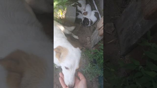 Бездомная собачка ощенилась, пристраиваем щенят? смотреть онлайн