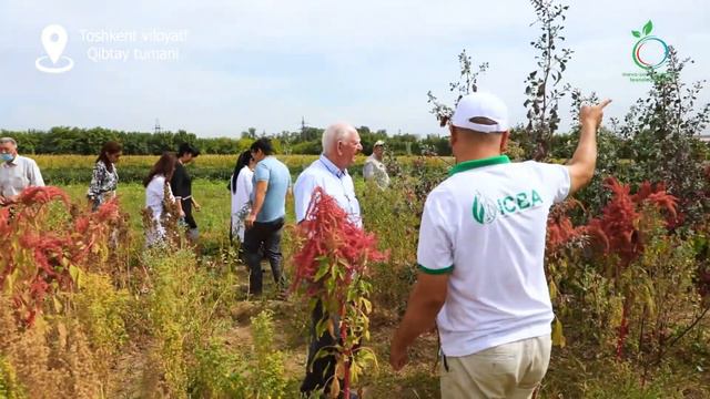 Toshkent davlat agrar universitetida Kinoa va Amarant yetishtirish bo'yicha taqdimot смотреть онлайн