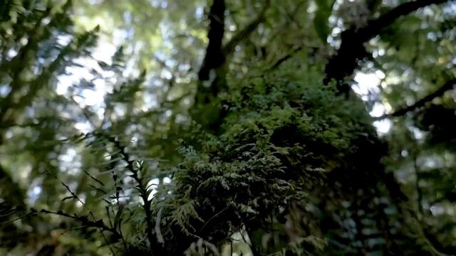 Relaxing music sleep. Нежная расслабляющая музыка для релакса, йоги, сна/Музыка для души. смотреть онлайн