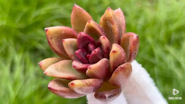 Echeveria Pine Rose смотреть онлайн
