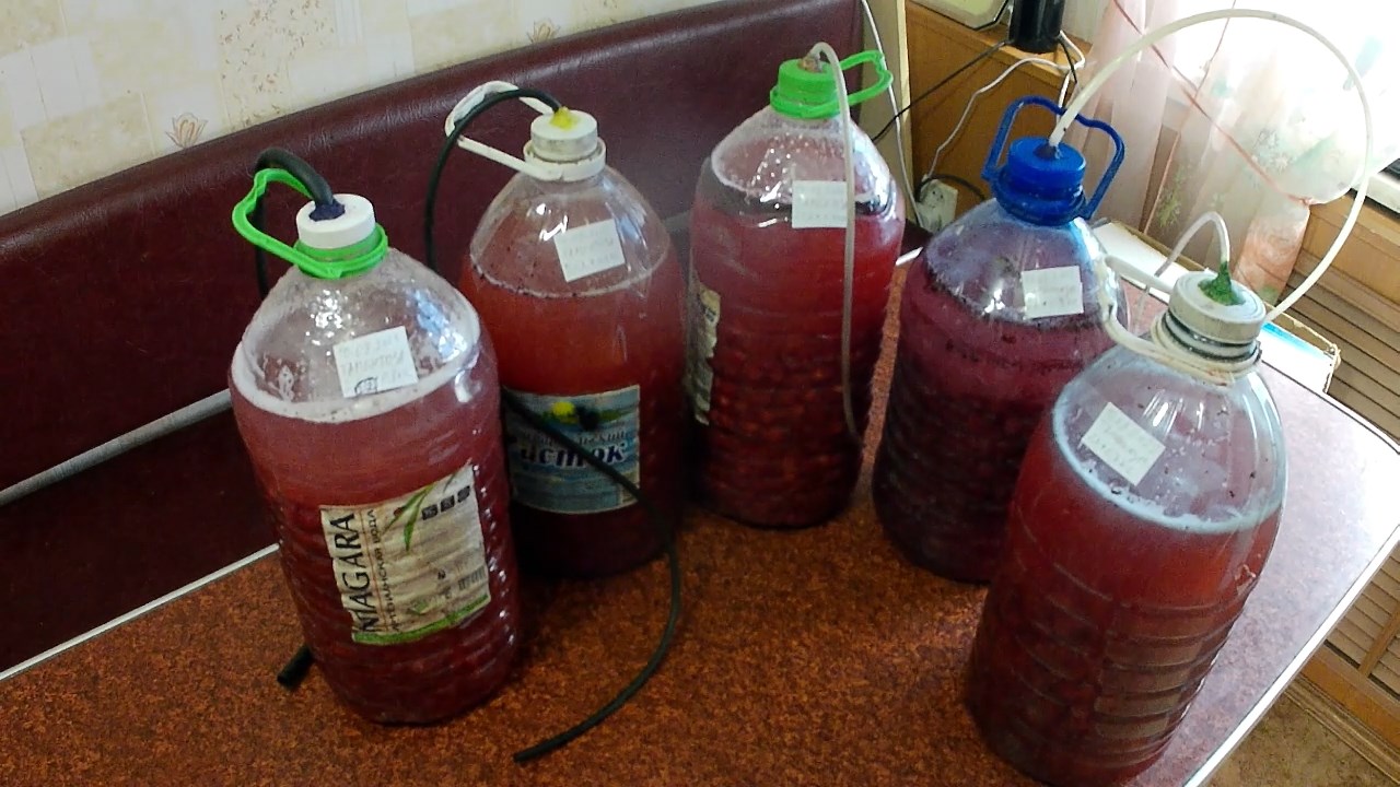 Вино из войлочной вишни таментоза. Рецепт приготовления вкусного вина в домашних условиях смотреть онлайн