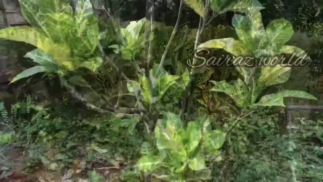 Croton plants//varieties of croton plants//different types of croton plants// смотреть онлайн