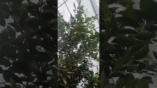 Весенняя обрезка цитрусов (часть 1) смотреть онлайн