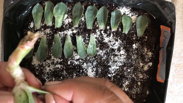 ECHEVERIA CARRIBEAN FLOWER STALK PROPAGATION смотреть онлайн