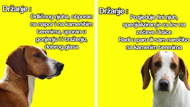 POSAVAC VS ISTARSKI GONIČ - Koji je pas bolji ? смотреть онлайн