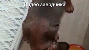 Купили щенка французского бульдога