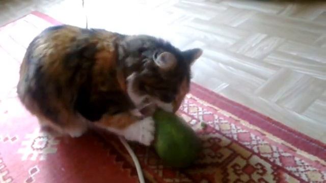 Кошка ест огурец смотреть онлайн
