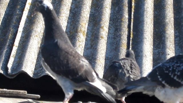 ПОЧТОВЫЕ ГОЛУБИ/ Один день из жизни моих почтовых голубей смотреть онлайн