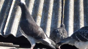 ПОЧТОВЫЕ ГОЛУБИ/ Один день из жизни моих почтовых голубей