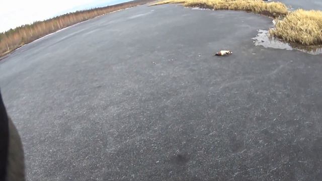 Весенняя охота на уток на Вилюйских заливах смотреть онлайн