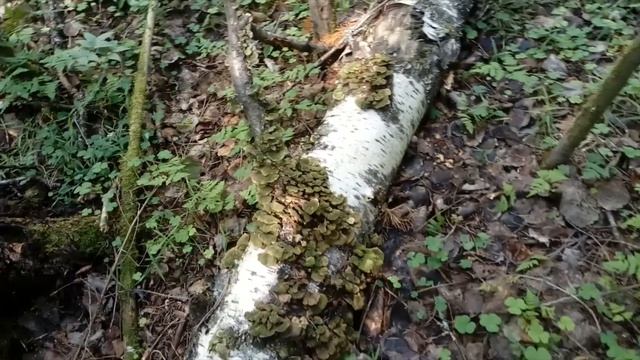 ?? В ЛЕС ЗА ГРИБАМИ!?т/б "ЗАТЕРЯННЫЙ МИР"?НАМ ДОМА НЕ СИДИТСЯ, НА УРАЛЕ ОТЛИЧНАЯ ПОГОДА??? смотреть онлайн