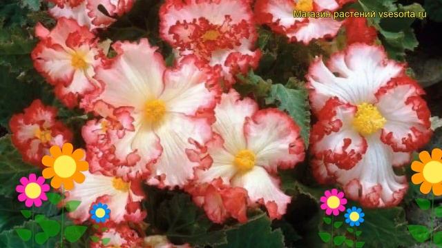 Бегония клубневая Крипса Маргината Вайт Рэд. Краткий обзор begonia Crispa Marginata White Red смотреть онлайн