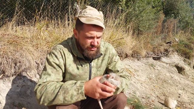 О нутриях, наши личные наблюдения и пополнение смотреть онлайн