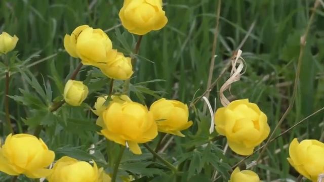 Описание и Применение в медицины КУПАЛЬНИЦЫ ЕВРОПЕЙСК смотреть онлайн