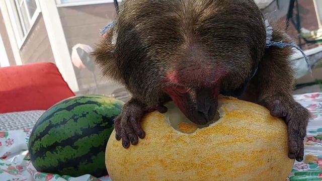 Макака Мотя и дыня (Домашние макаки) смотреть онлайн