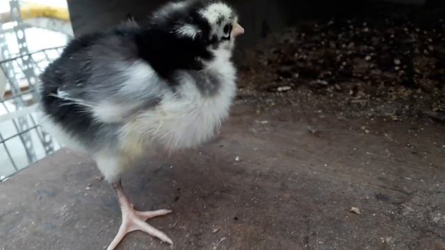 Отличие цыплят Пушкинских ,Маран и Легорн Долматинец смотреть онлайн