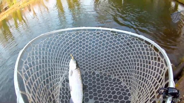 ТЕСТ ФОРЕЛЕВЫХ ПРИМАНОК ОТ SALAMANDRA FISHING. смотреть онлайн