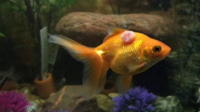 Fishie Fishie Fishie 4 смотреть онлайн