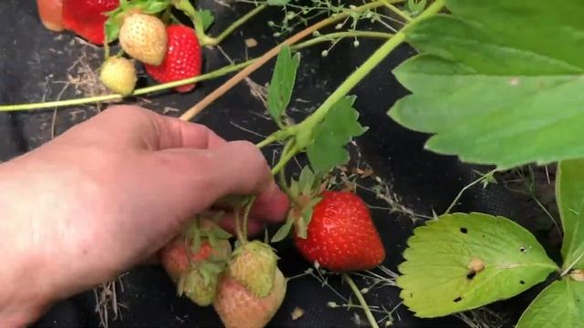 Клубника саженцы моллинг сентинери (столетие) смотреть онлайн