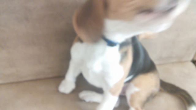 Попробуй выгони бигля с кровати или дивана) || Try to catch up with the beagle bed or sofa)) смотреть онлайн