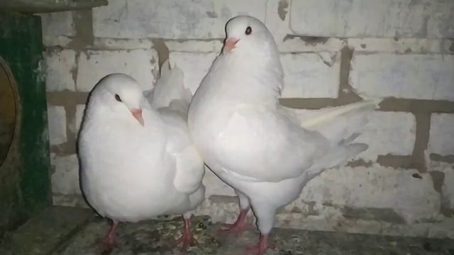 Мясные голуби смотреть онлайн