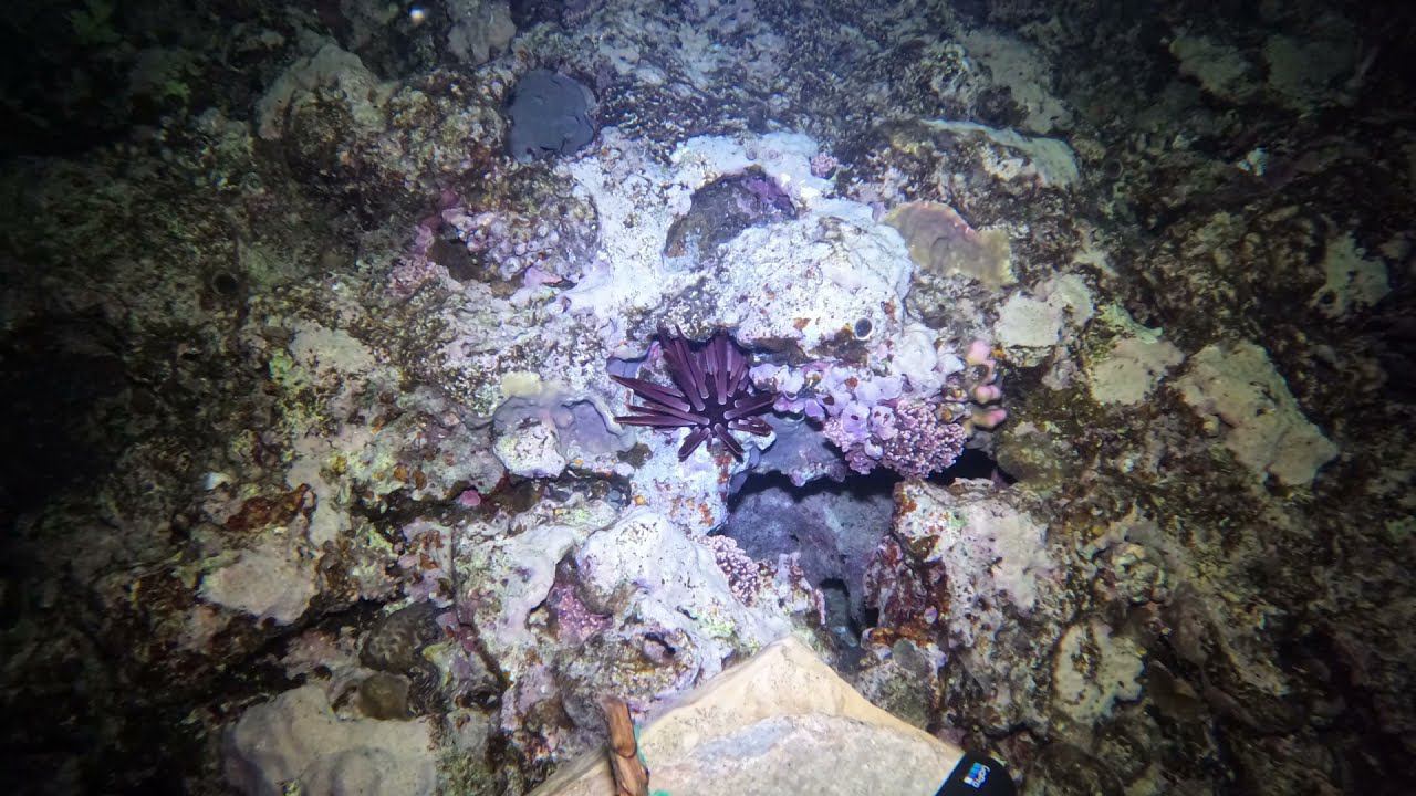 Морской еж Графильный карандаш