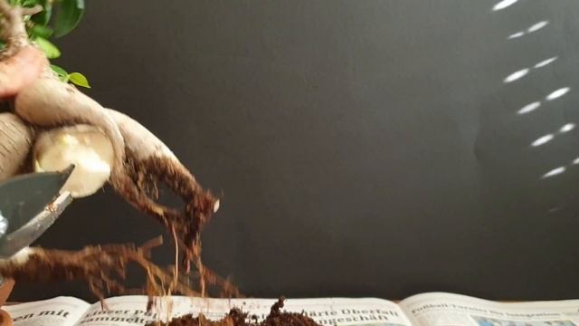 Ficus Microcarpa Ginseng Bonsai - Drastic Repotting!